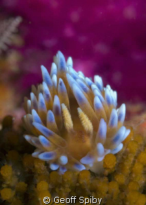 Bonisa nakaza, the gas-flame nudibranch by Geoff Spiby 